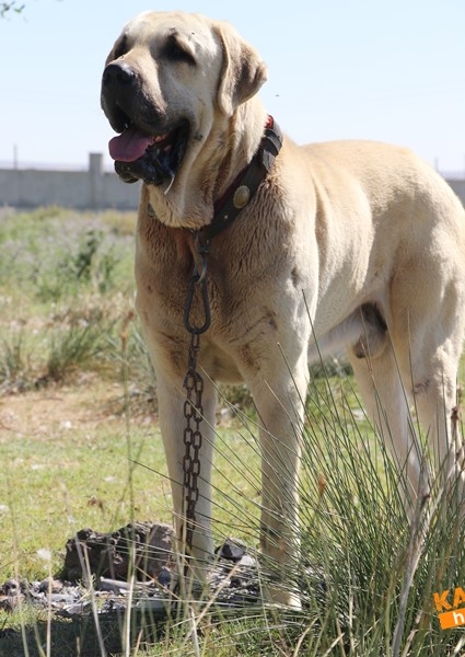 Aksaray Malaklısının Geçmişi 7