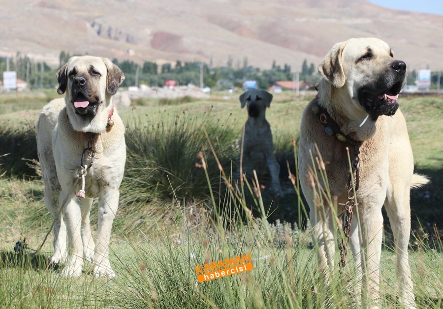 Aksaray Malaklısının Geçmişi 9