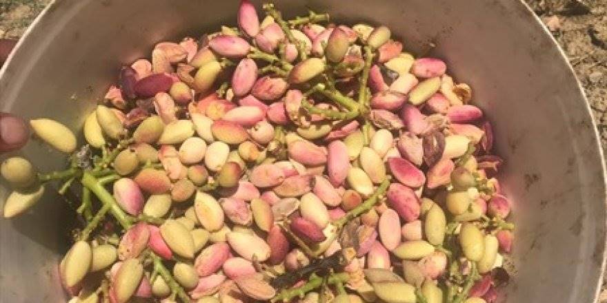 Karaman'ın Çukur Köyünde Antep Fıstığı Mesaisi