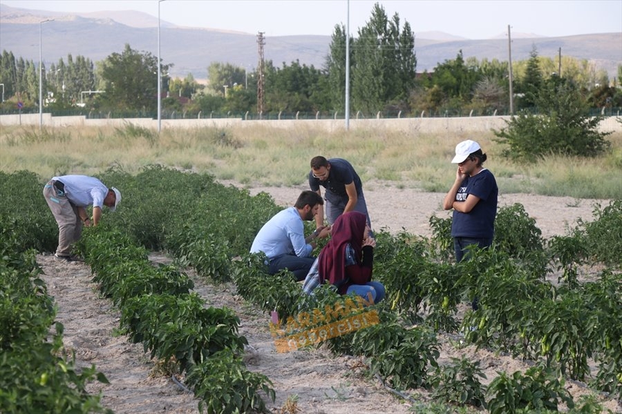 "Sazlıca domatesi" ve "Bor biberi"nin gen kaynakları araştırılıyor 10