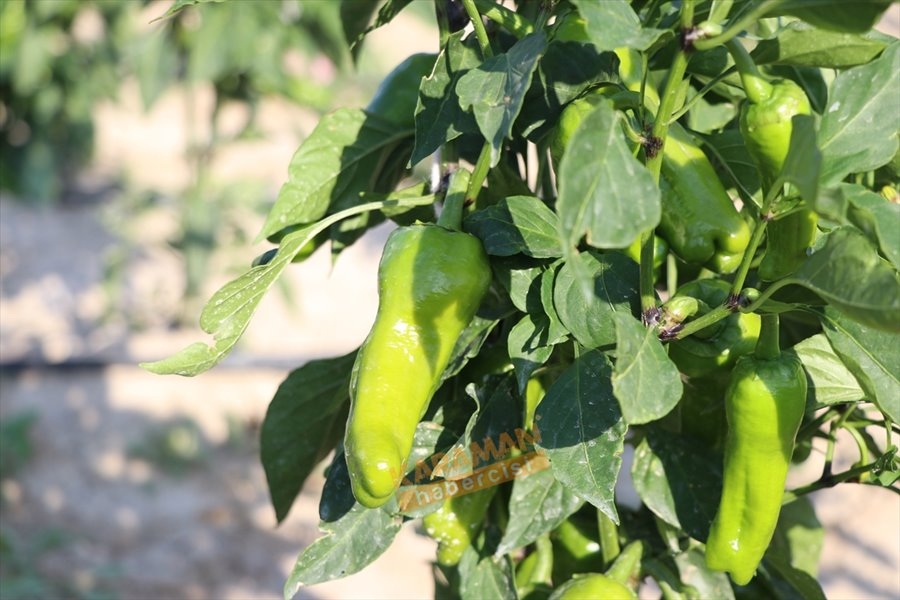 "Sazlıca domatesi" ve "Bor biberi"nin gen kaynakları araştırılıyor 11