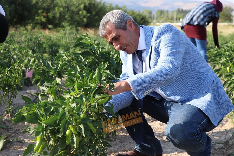 "Sazlıca domatesi" ve "Bor biberi"nin gen kaynakları araştırılıyor 12