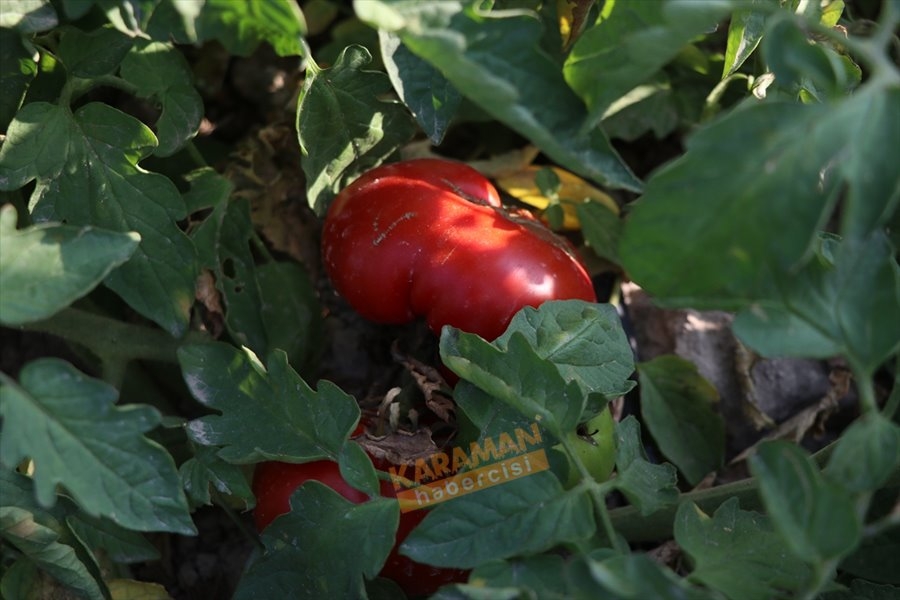 "Sazlıca domatesi" ve "Bor biberi"nin gen kaynakları araştırılıyor 13