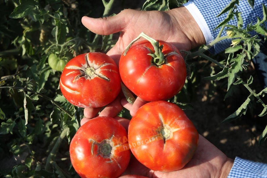 "Sazlıca domatesi" ve "Bor biberi"nin gen kaynakları araştırılıyor 14
