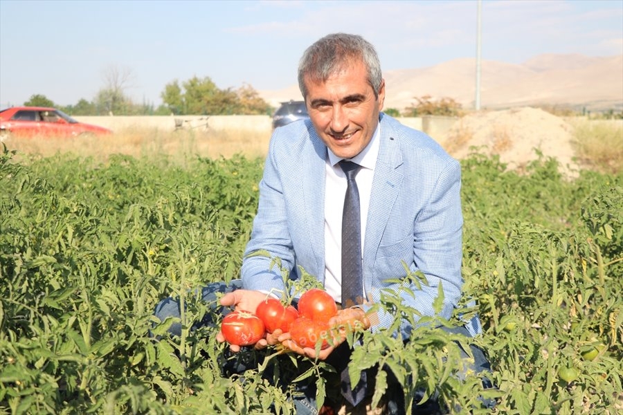 "Sazlıca domatesi" ve "Bor biberi"nin gen kaynakları araştırılıyor 15