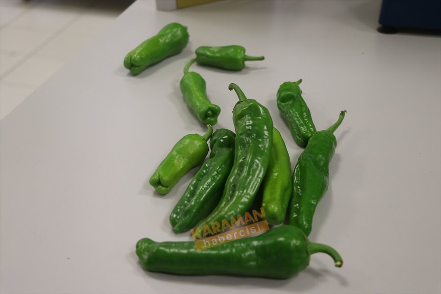 "Sazlıca domatesi" ve "Bor biberi"nin gen kaynakları araştırılıyor 2