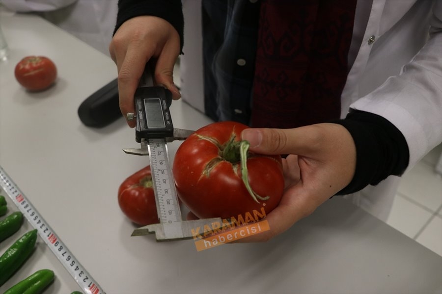 "Sazlıca domatesi" ve "Bor biberi"nin gen kaynakları araştırılıyor 3