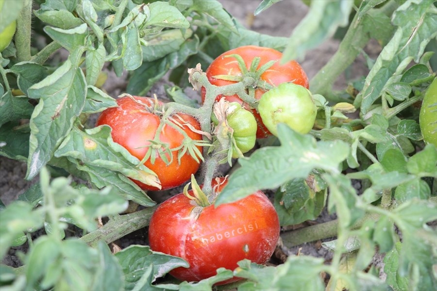 "Sazlıca domatesi" ve "Bor biberi"nin gen kaynakları araştırılıyor 4