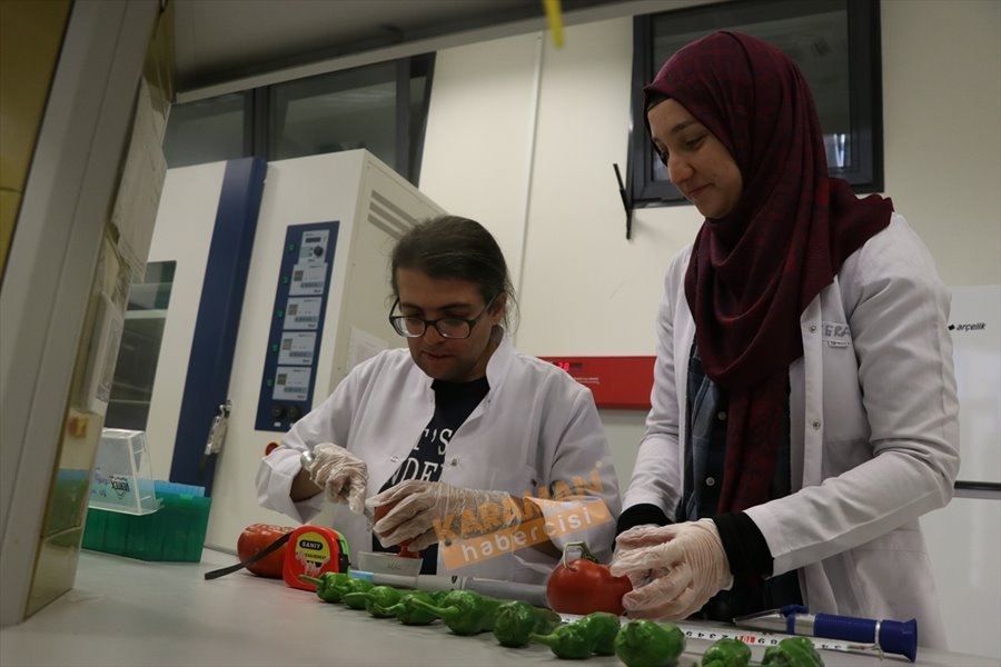 "Sazlıca domatesi" ve "Bor biberi"nin gen kaynakları araştırılıyor 5