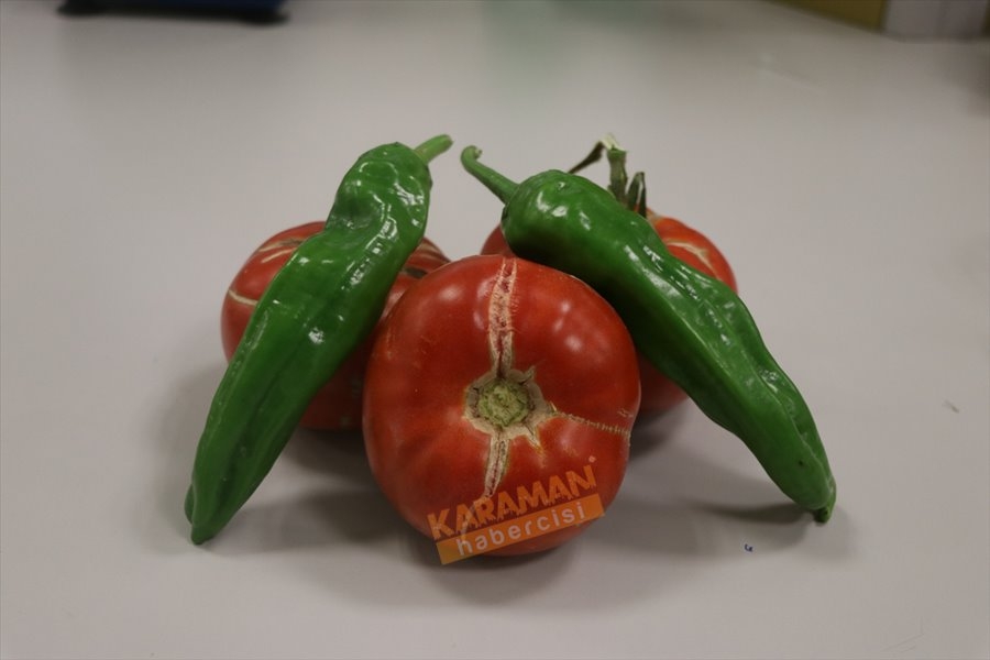 "Sazlıca domatesi" ve "Bor biberi"nin gen kaynakları araştırılıyor 6