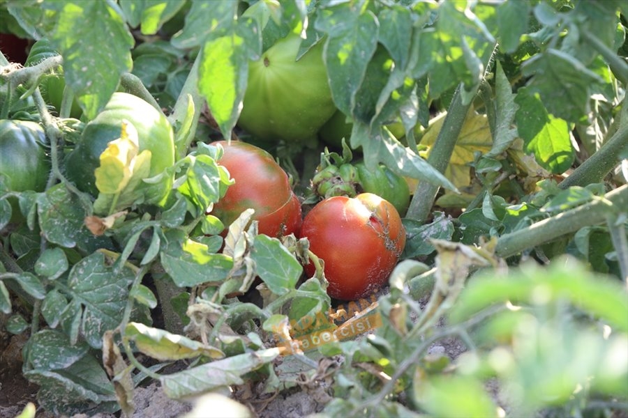 "Sazlıca domatesi" ve "Bor biberi"nin gen kaynakları araştırılıyor 7