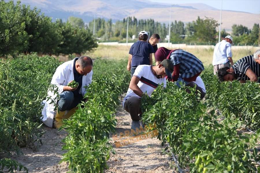 "Sazlıca domatesi" ve "Bor biberi"nin gen kaynakları araştırılıyor 9