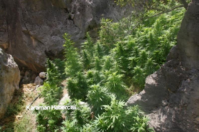 Karaman’da Jandarma Ekiplerinden Uyuşturucu Operasyonu 2