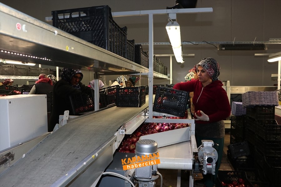Karaman'ın Elması Soğuk Hava Depolarında 11