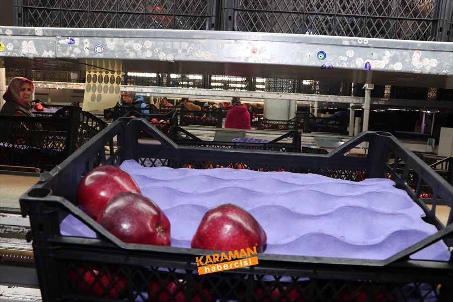 Karaman'ın Elması Soğuk Hava Depolarında 12