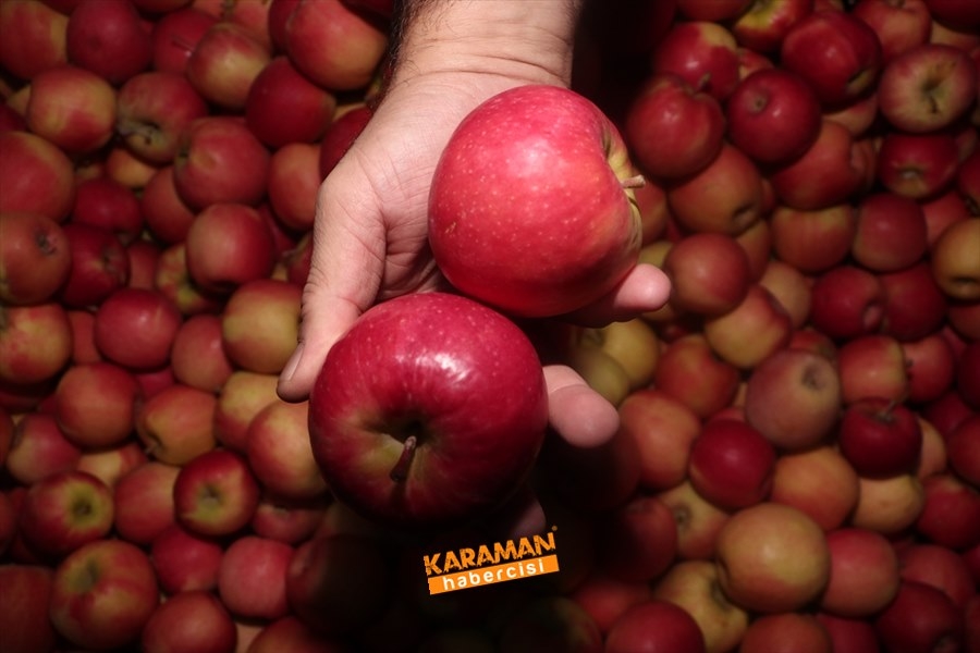 Karaman'ın Elması Soğuk Hava Depolarında 3