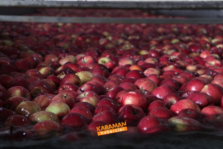 Karaman'ın Elması Soğuk Hava Depolarında 4