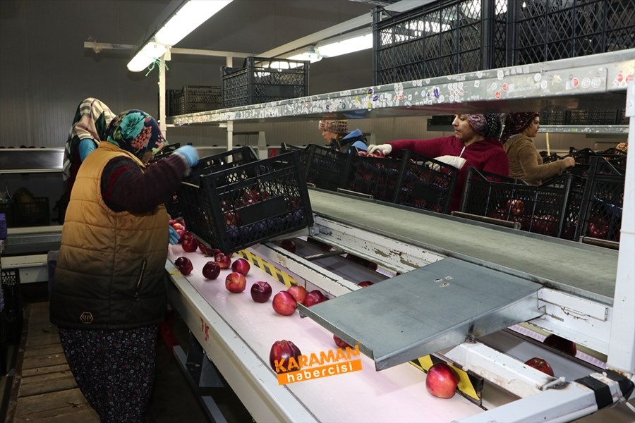 Karaman'ın Elması Soğuk Hava Depolarında 7