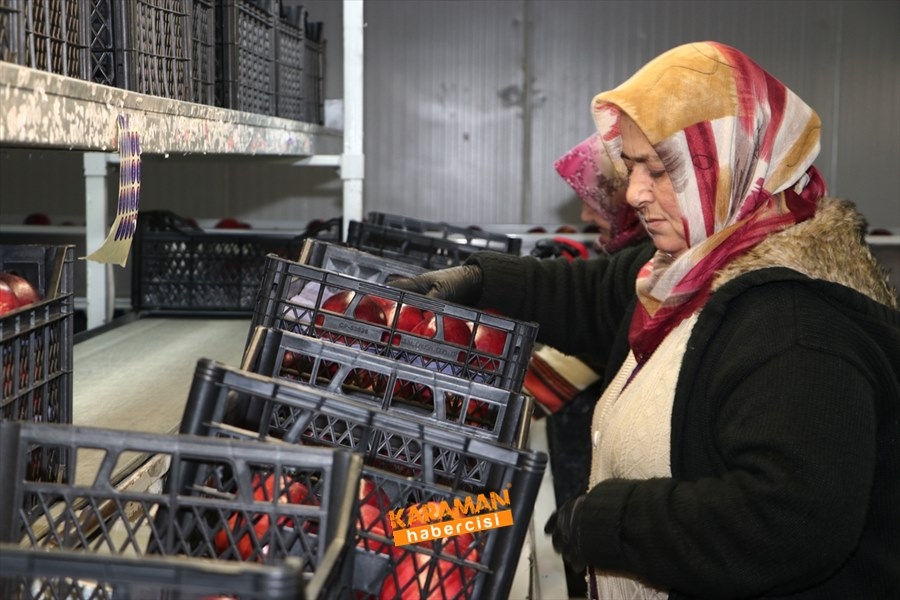 Karaman'ın Elması Soğuk Hava Depolarında 8