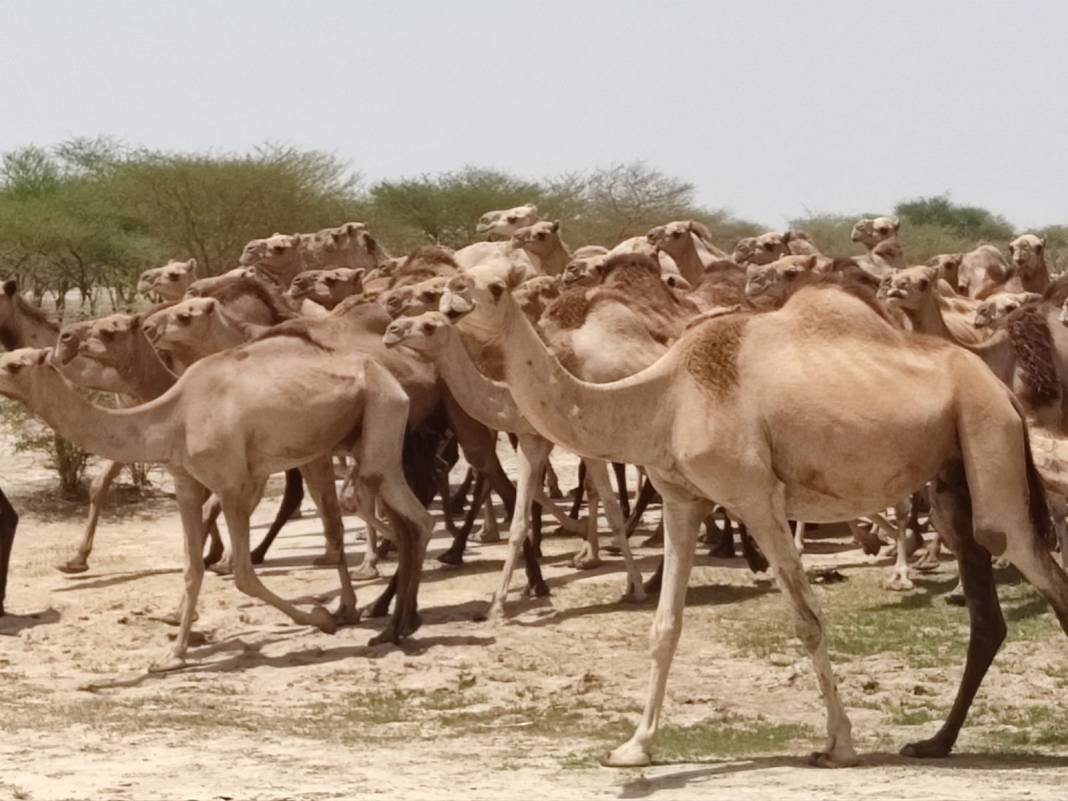 Karaman'dan Afrika Topraklarına Can Suyu 13