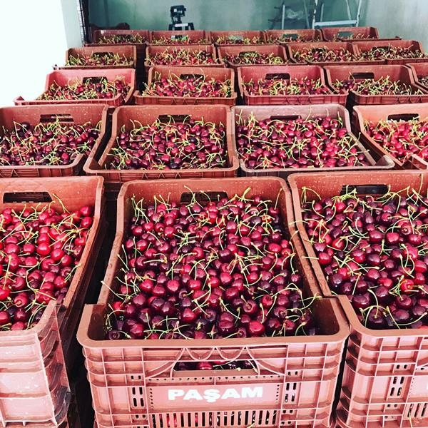 Kiraz, Sarıveliler'in Yüzünü Güldürüyor 6