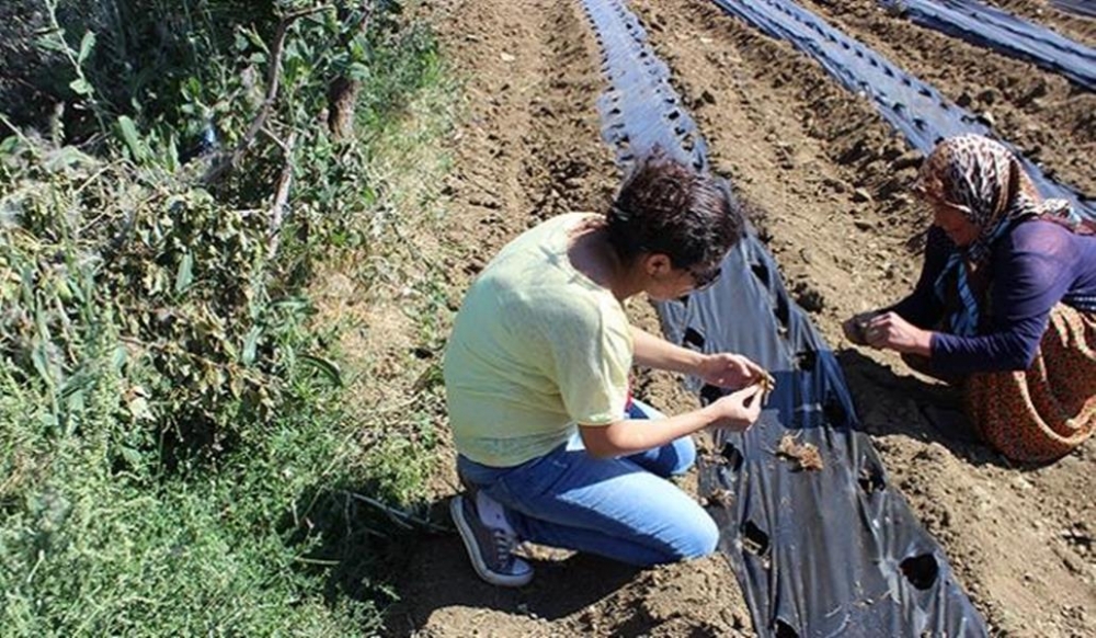 Karaman'da Çiftçilere Çilek Dağıtımı Yapıldı 9