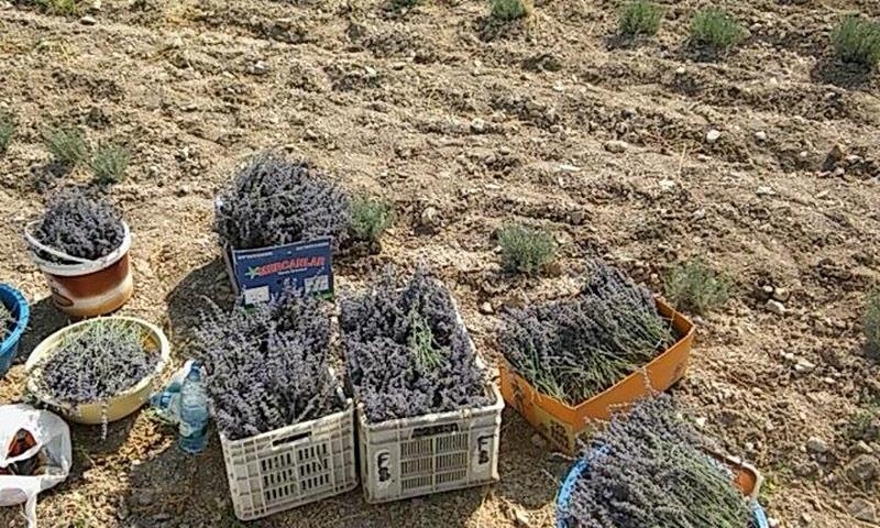 Karaman'da Her Yer Lavanta Kokacak 2