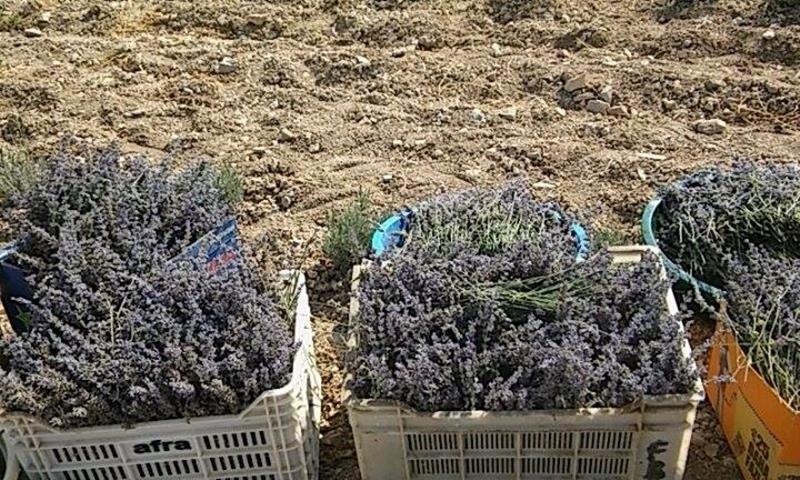 Karaman'da Her Yer Lavanta Kokacak 3