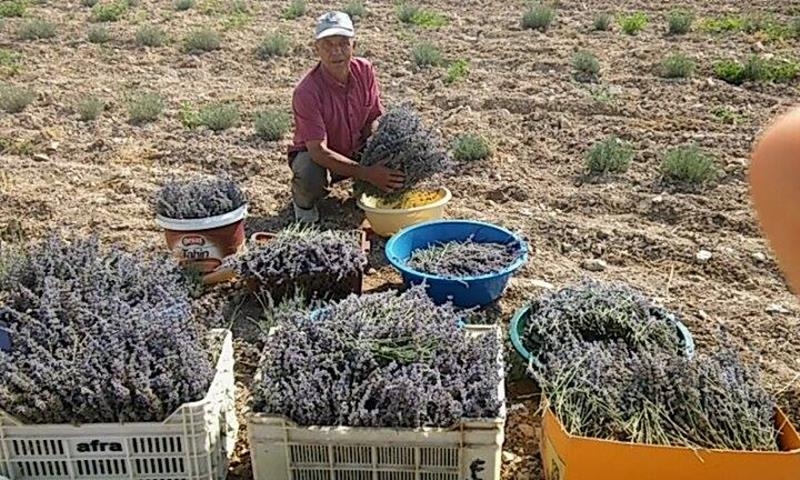 Karaman'da Her Yer Lavanta Kokacak 5