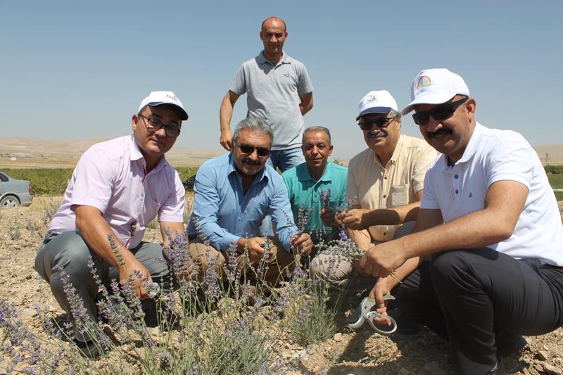 Karaman'da Her Yer Lavanta Kokacak 6