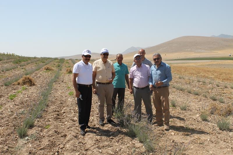 Karaman'da Her Yer Lavanta Kokacak 7