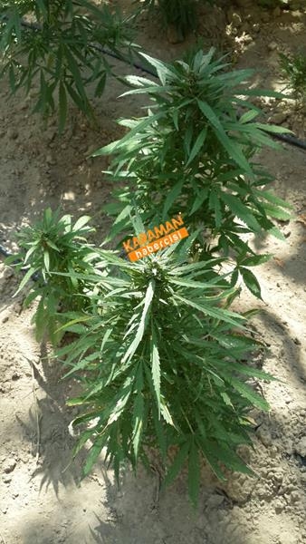 Jandarmadan Geçit Yok 3