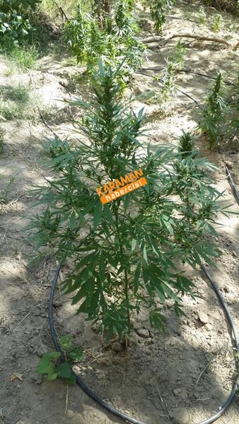 Jandarmadan Geçit Yok 6