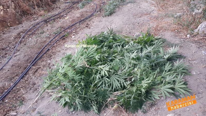 Jandarma Ekipleri Karaman'da Kenevir'e Geçit Vermiyor 1