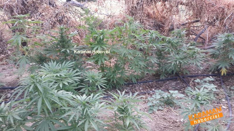 Jandarma Ekipleri Karaman'da Kenevir'e Geçit Vermiyor 2