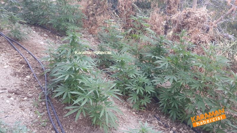 Jandarma Ekipleri Karaman'da Kenevir'e Geçit Vermiyor 3