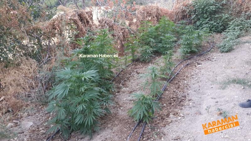 Jandarma Ekipleri Karaman'da Kenevir'e Geçit Vermiyor 4