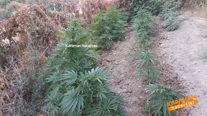 Jandarma Ekipleri Karaman'da Kenevir'e Geçit Vermiyor 5