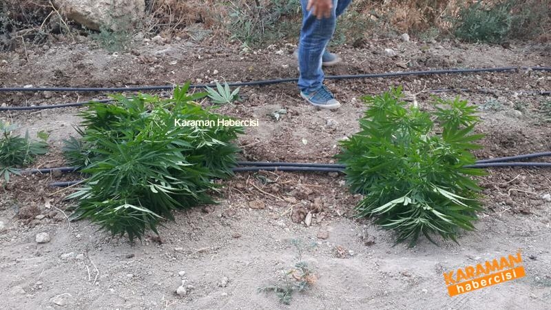 Jandarma Ekipleri Karaman'da Kenevir'e Geçit Vermiyor 6