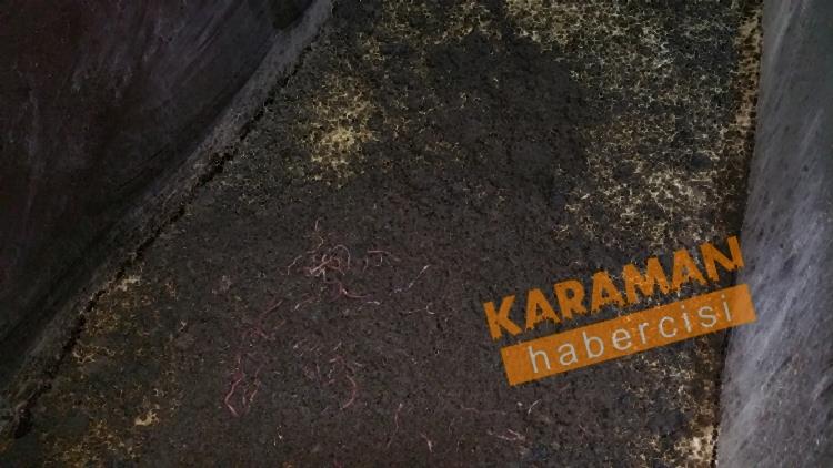 Karaman  Solucan Gübresi Üretimi 5