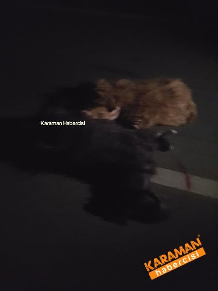 Trafik kazasında hayvanlar telef oldu 1