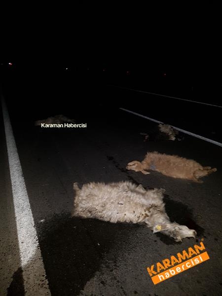 Trafik kazasında hayvanlar telef oldu 2
