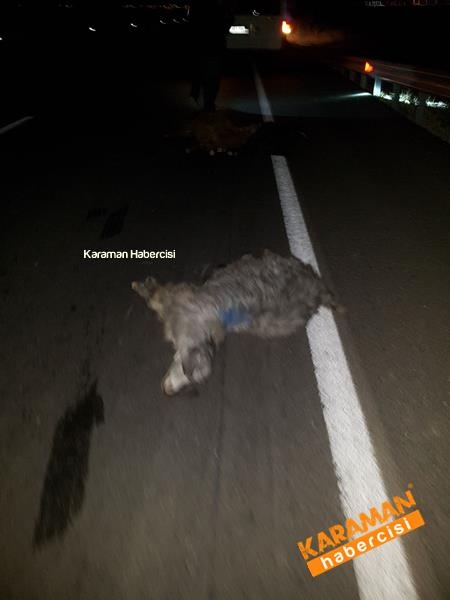 Trafik kazasında hayvanlar telef oldu 3