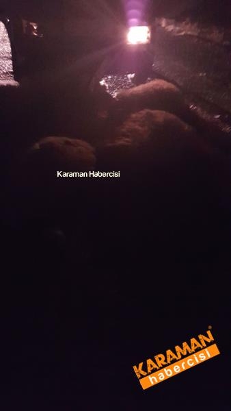Trafik kazasında hayvanlar telef oldu 6