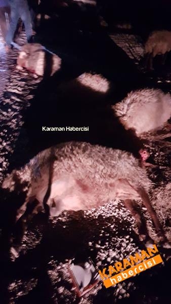 Trafik kazasında hayvanlar telef oldu 7