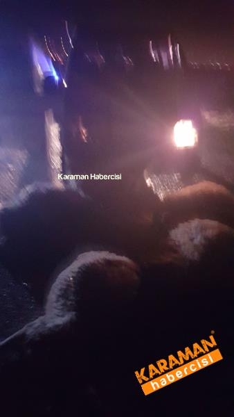 Trafik kazasında hayvanlar telef oldu 8