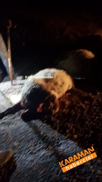 Trafik kazasında hayvanlar telef oldu 9