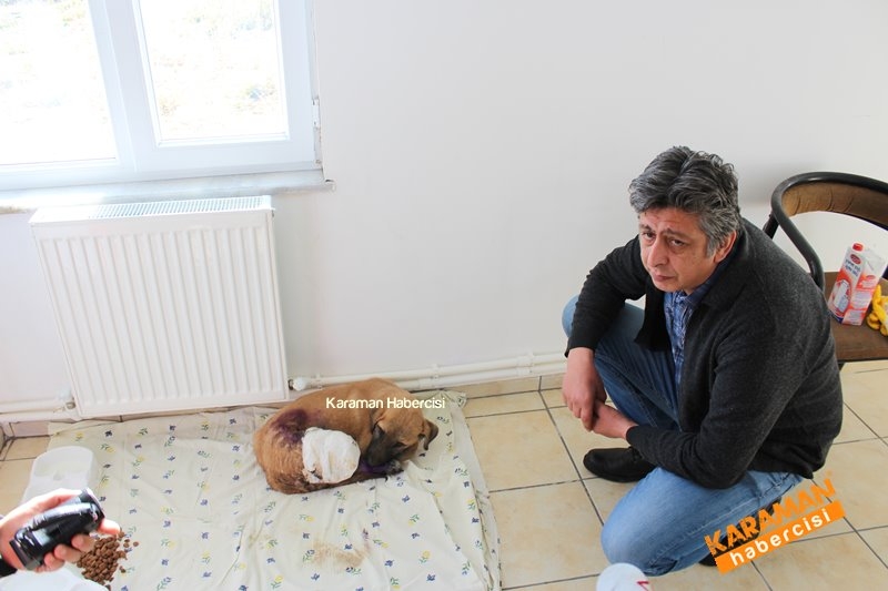 Yavru Köpekler Yeni Yaşamlarına Başlıyor 1