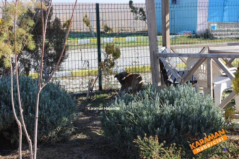Yavru Köpekler Yeni Yaşamlarına Başlıyor 10