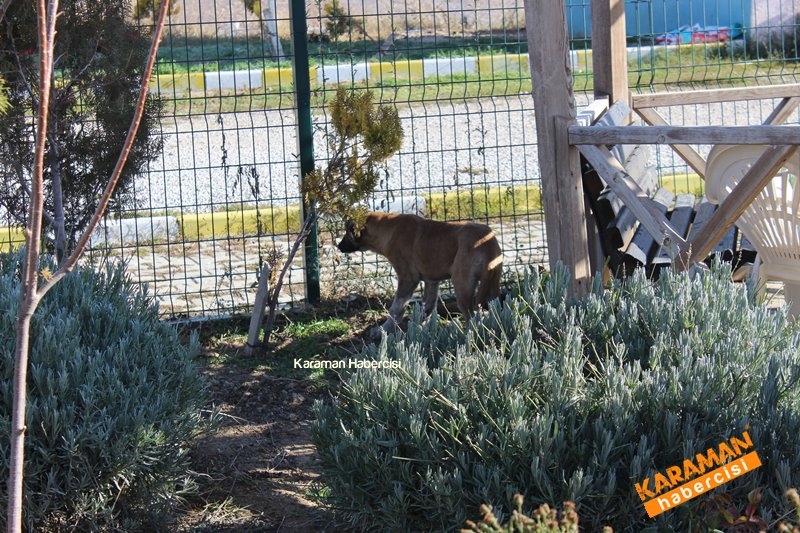 Yavru Köpekler Yeni Yaşamlarına Başlıyor 11